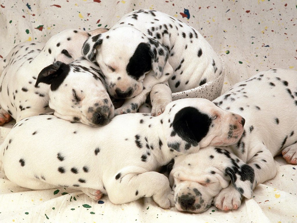 Sweet Dreams, Dalmatian Puppies